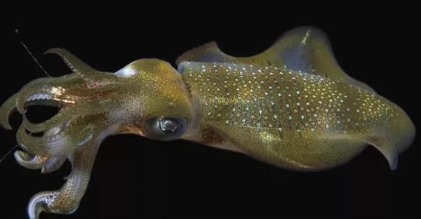 سرپایان: سفری به دنیای هشت‌پاها، ماهی‌های مرکب و سپیداج‌ها + حقایق جالب