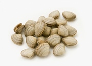 آشنایی با نرم‌تنان: دنیای شگفت‌انگیز بی‌مهرگان