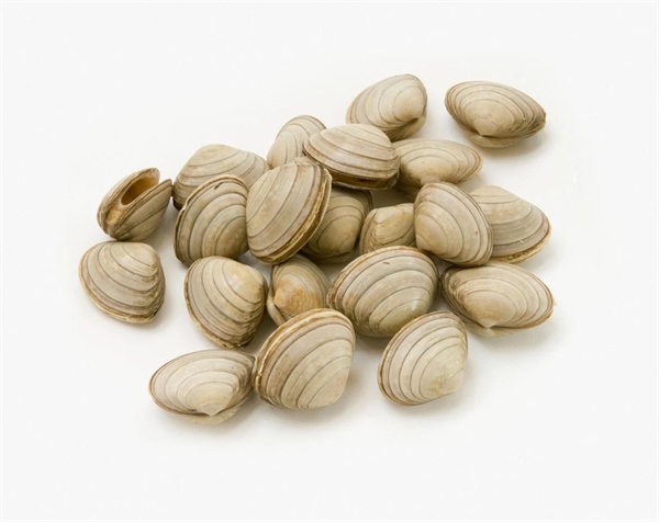 آشنایی با نرم‌تنان: دنیای شگفت‌انگیز بی‌مهرگان