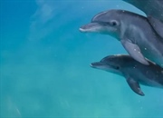 دلفین‌ها: حقایق جالب درباره زیستگاه، رفتار و تغذیه
