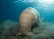 گیاهخواران دریایی: راز تعادل در اقیانوس‌ها + مثال‌ها