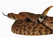 مار زنگی: زیستگاه، رفتار، تغذیه و حقایق جالب