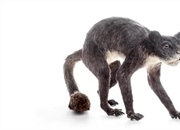 پلسیااداپیس: رازگشایی از زیستگاه، رفتار و تغذیه نخستین پستاندار درختی