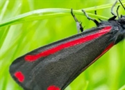 دیاپوز حشرات: راز بقا در شرایط سخت | انواع، عوامل و مثال‌ها