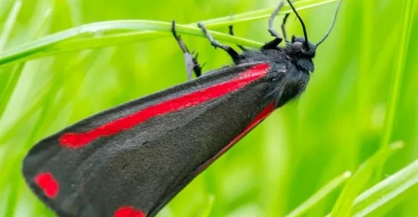 دیاپوز حشرات: راز بقا در شرایط سخت | انواع، عوامل و مثال‌ها