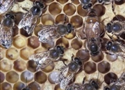 نقش‌های کلیدی در کندوی عسل: ملکه، نرها و کارگران