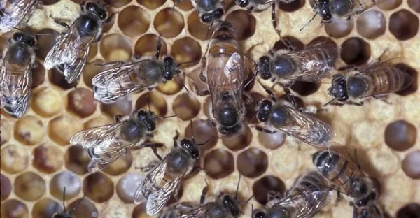 نقش‌های کلیدی در کندوی عسل: ملکه، نرها و کارگران