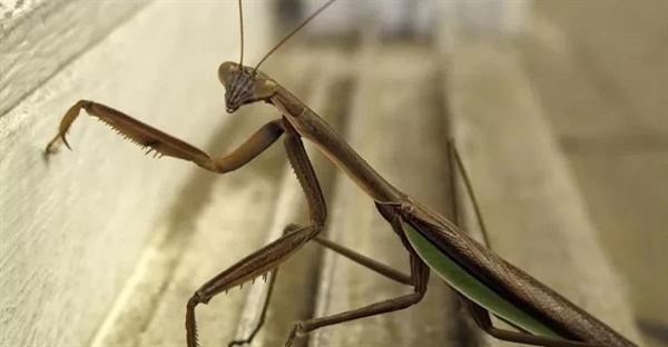 حشرات را بشناسید: آناتومی، طبقه‌بندی و نقش آن‌ها در طبیعت