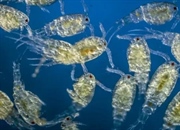 زوپلانکتون چیست؟ دنیای شگفت‌انگیز پلانکتون‌های جانوری + دسته‌بندی