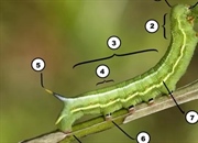 کالبدشناسی کرم ابریشم: راهنمای جامع اجزای بدن