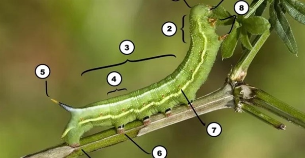 کالبدشناسی کرم ابریشم: راهنمای جامع اجزای بدن