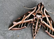 شب‌پره ابوالهول (Sphingidae): راهنمای جامع شناسایی، تغذیه و کنترل کرم شاخدار