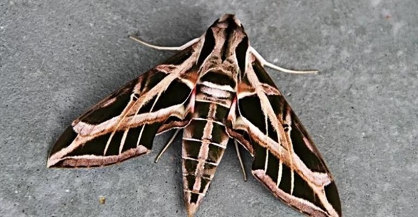 شب‌پره ابوالهول (Sphingidae): راهنمای جامع شناسایی، تغذیه و کنترل کرم شاخدار