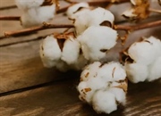 سلولز چیست؟ حقایق شگفت‌انگیز و کاربردهای حیاتی