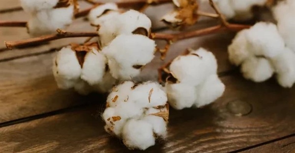 سلولز چیست؟ حقایق شگفت‌انگیز و کاربردهای حیاتی