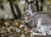 خرگوش صحرایی دم‌سفید: حقایق جالب، زیستگاه، تغذیه و رفتار