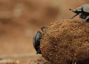 10 حقیقت شگفت‌انگیز درباره سوسک‌های سرگین‌غلتان