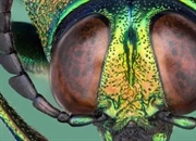 آیا حشرات مغز دارند؟ حقایقی شگفت‌انگیز درباره هوش و مغز حشرات