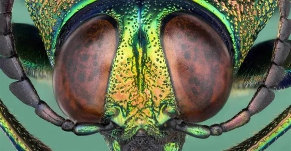 آیا حشرات مغز دارند؟ حقایقی شگفت‌انگیز درباره هوش و مغز حشرات