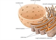 شبکه آندوپلاسمی: ساختار، عملکرد و نقش حیاتی در سلول یوکاریوتی