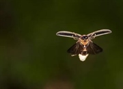 ۱۲ شگفتی درخشان در تاریکی: از کرم شب‌تاب تا رادیوم!