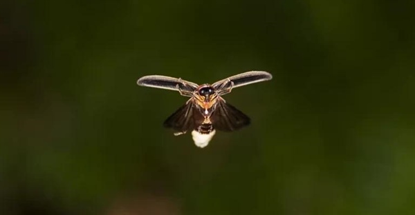 ۱۲ شگفتی درخشان در تاریکی: از کرم شب‌تاب تا رادیوم!