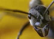 چرا مورچه‌ها برای بقای ما ضروری هستند؟