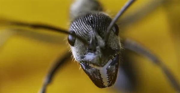 چرا مورچه‌ها برای بقای ما ضروری هستند؟