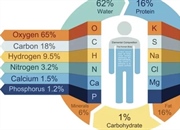 ترکیب شیمیایی بدن انسان: از اکسیژن تا عناصر کمیاب