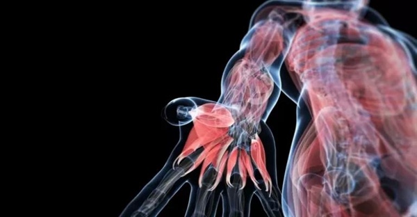 آناتومی بدن انسان: راهنمای جامع ساختار و عملکرد اندام‌ها