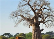 بااوباب: حقایق جالب درباره درخت زندگی آفریقا + خواص شگفت‌انگیز