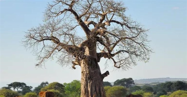 بااوباب: حقایق جالب درباره درخت زندگی آفریقا + خواص شگفت‌انگیز