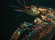 10 حقیقت شگفت‌انگیز درباره لابسترها: از عمر طولانی تا رنگ پنهان!