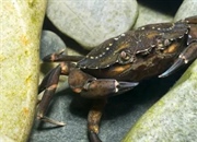 خرچنگ سبز اروپایی: حقایقی شگفت‌انگیز درباره مهاجری خطرناک