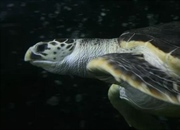 لاک‌پشت چرمی: ۵ حقیقت شگفت‌انگیز درباره غول دریایی در خطر انقراض