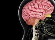 دستگاه عصبی مرکزی | ساختار، عملکرد و بیماری‌ها