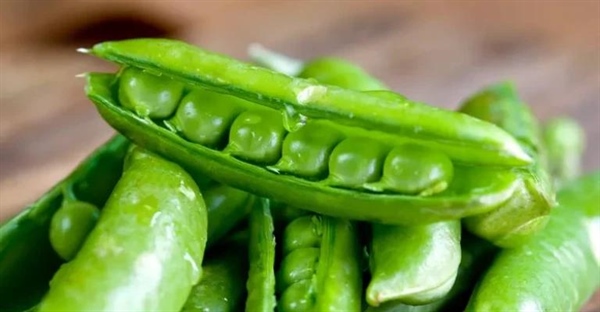 هتروزیگوت چیست؟ تعریف ژنتیکی، انواع وراثت و جهش ها