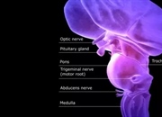 ساقه مغز: دروازه حیات، عملکردهای حیاتی و محل استقرار