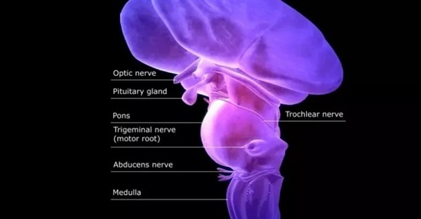 ساقه مغز: دروازه حیات، عملکردهای حیاتی و محل استقرار