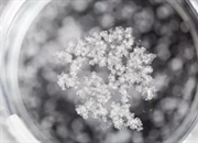 آموزش ساخت محلول اشباع: ساده، سریع و کاربردی