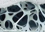 بافت چیست؟ (Tissue) | تعریف، انواع بافت جانوری و گیاهی + مثال