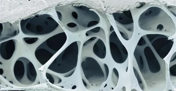 بافت چیست؟ (Tissue) | تعریف، انواع بافت جانوری و گیاهی + مثال