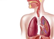 دستگاه تنفسی انسان: راهنمای جامع تنفس، اجزا و بیماری‌ها