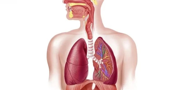دستگاه تنفسی انسان: راهنمای جامع تنفس، اجزا و بیماری‌ها