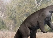 مگاتریوم: راز و رمز غول تنبل‌های ماقبل تاریخ