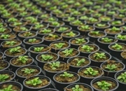 پرایمینگ بذر: راز جوانه‌زنی سریع و یکنواخت گیاهان!