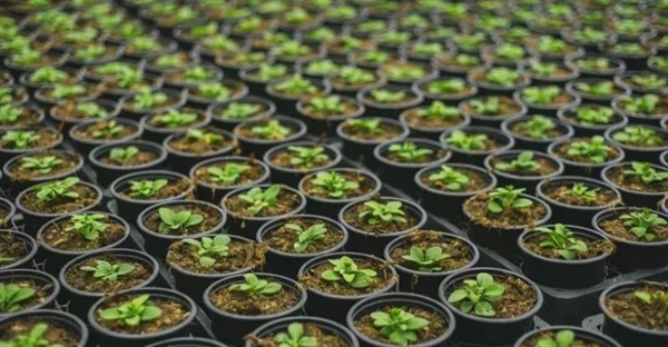 پرایمینگ بذر: راز جوانه‌زنی سریع و یکنواخت گیاهان!