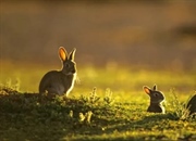 هجوم خرگوش‌ها: فاجعه زیست‌محیطی استرالیا و راهکارهای کنترل