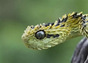 افعی بوته‌ای خاردار: حقایق شگفت‌انگیز، زیستگاه، زهر و تصاویر دیدنی!