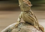 حقایق شگفت‌انگیز درباره اژدهای ریش‌دار: از زیستگاه تا نگهداری